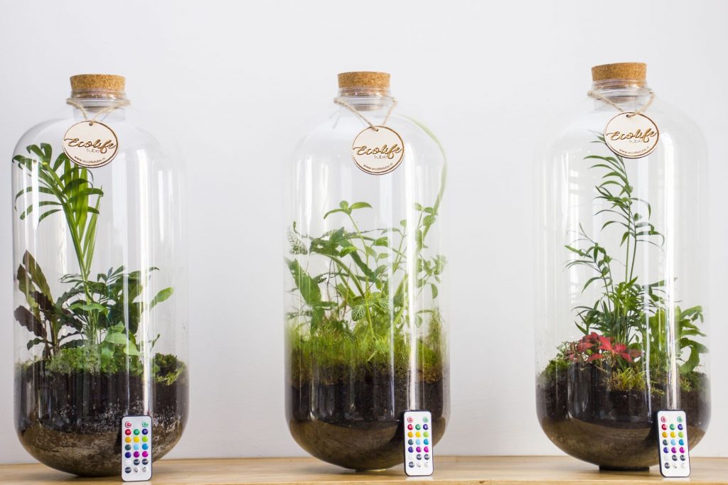 DIY plant ecosysteem in een plastic fles met mos, planten en aarde - zelfvoorzienend en duurzaam